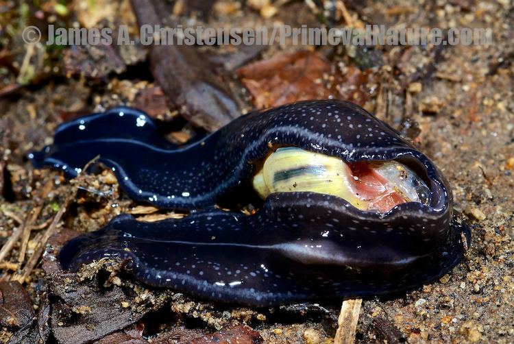 Geoplanidae The World39s Best Photos of geoplanidae and platyhelminthes Flickr