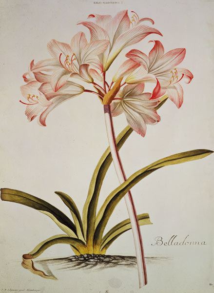 Georg Dionysius Ehret Lily Lilium belladonna pl12 from Tr Georg Dionysius