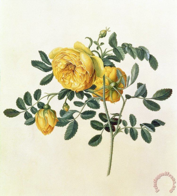 Georg Dionysius Ehret Georg Dionysius Ehret Rosa hemispherica painting Rosa