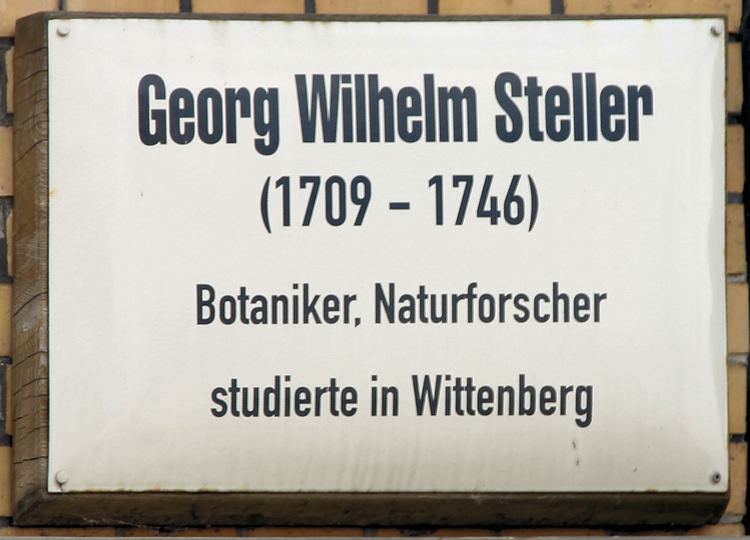 Georg Wilhelm Steller FileGedenktafel Schlossstr 3 Wittenberg Georg Wilhelm