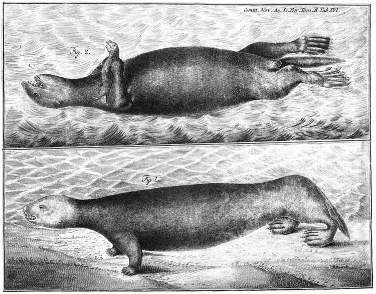 Georg Wilhelm Steller FileGeorg Wilhelm Steller Sea Otter Illustration 1751jpg