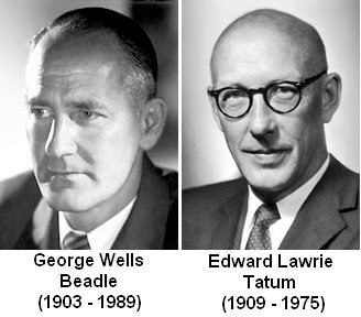 George Beadle Sandwalk Nobel Laureates George Beadle and Edward Tatum