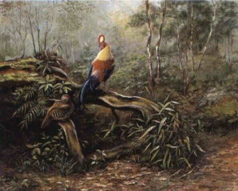 George Morrison Reid Henry Ceylon junglefowl by George Morrison Reid Henry on artnet
