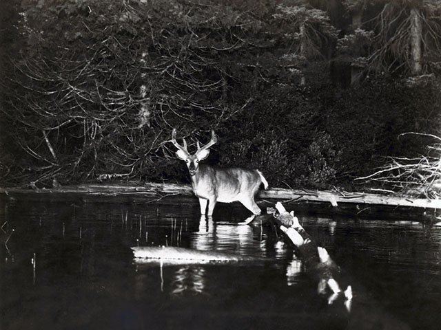 George Shiras III These Were the First Wildlife Photographs Published in