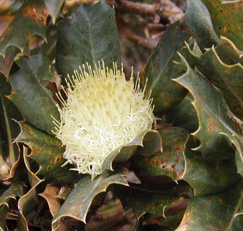 George's taxonomic arrangement of Dryandra