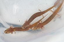 Georgetown salamander httpsuploadwikimediaorgwikipediacommonsthu