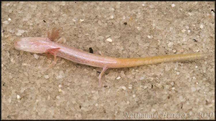 Georgia blind salamander Georgia Blind Salamander Eurycea Haideotriton wallacei Flickr
