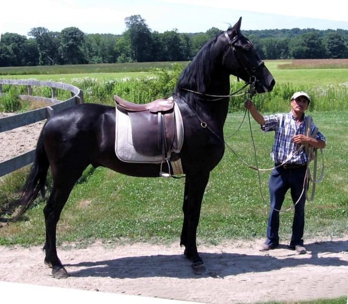 Georgian Grande Horse httpssmediacacheak0pinimgcomoriginalsb9