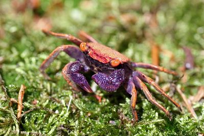 Geosesarma A New Crab from South Asia Geosesarma bicolor Details Articles