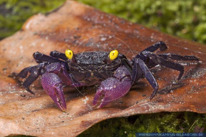 Geosesarma Geosesarma bicolor alias Vampire crab Hippocampus Bildarchiv
