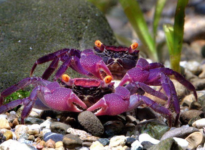 Geosesarma Vampire crab Geosesarma sp Practical Fishkeeping Magazine
