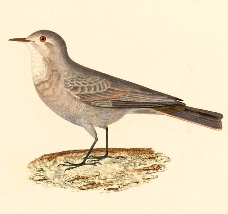 Geositta Birds of the genus Geositta Hotspot Birding