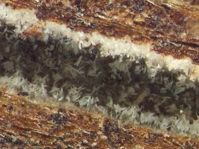 Geosmithia morbida Geosmithia morbida in a walnut twig beetle tunnelquot by Katheryne Nix