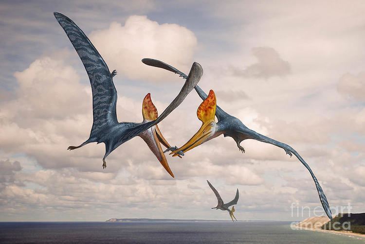 Geosternbergia Two Geosternbergia Pterosaurs Fighting Digital Art by Sergey Krasovskiy
