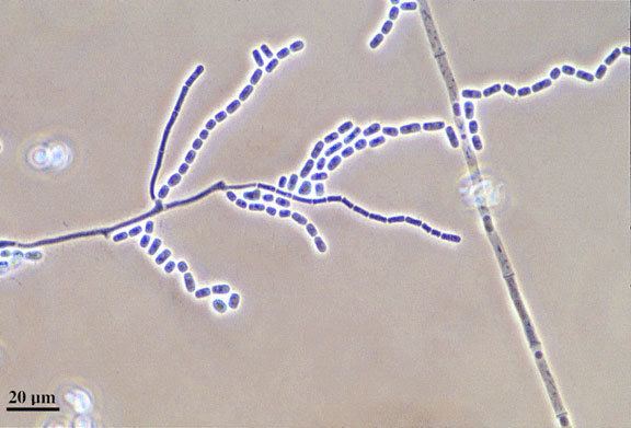 Geotrichum Geotrichum Goetrichum Candidum