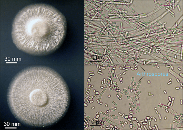 Geotrichum Geotrichum candidum A yeast holding on to its moldy past