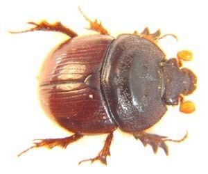 Geotrupidae Beetles of Africa Catalog Page