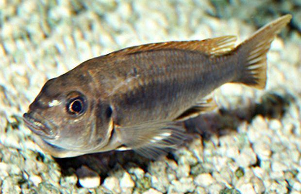 Gephyrochromis moorii Orange Top Moori Gephyrochromis Moorii Tropical Fish Keeping