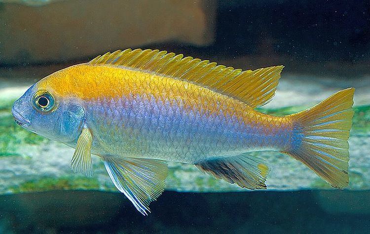 Gephyrochromis moorii Orange Top Moori Gephyrochromis moorii Tropical Fish Keeping