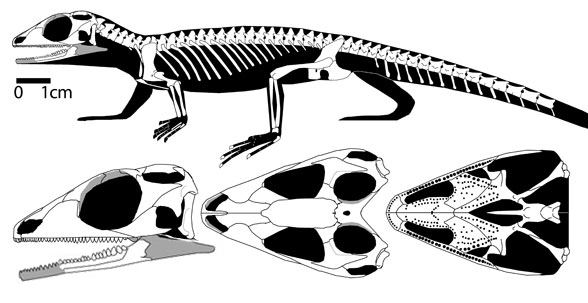 Gephyrosaurus wwwreptileevolutioncomimageslepidosauromorpha