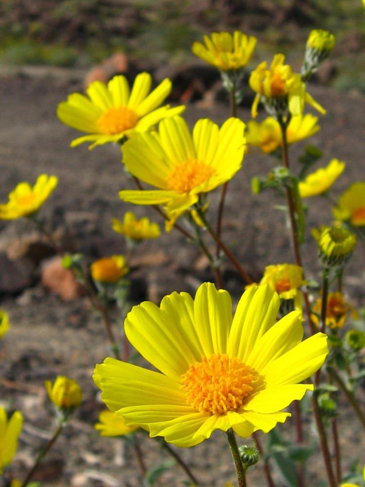 Geraea FileHairy desert sunflower Geraea canescens Pinto Basin