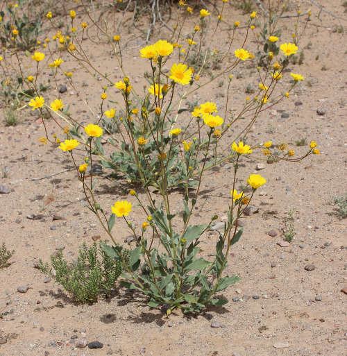 Geraea Sonoran Desert Plants Geraea canescens Dune Sunflower Desert