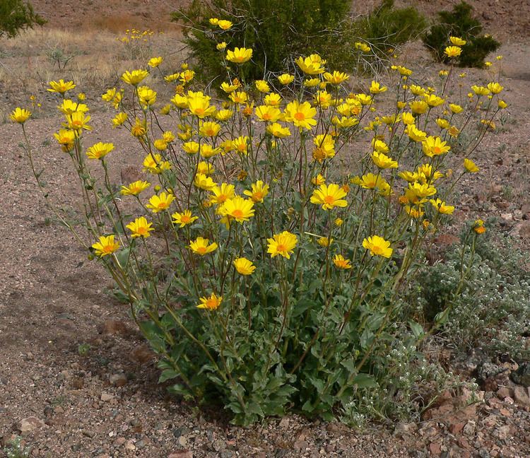 Geraea Geraea canescens Hairy Desert Sunflower plant lust