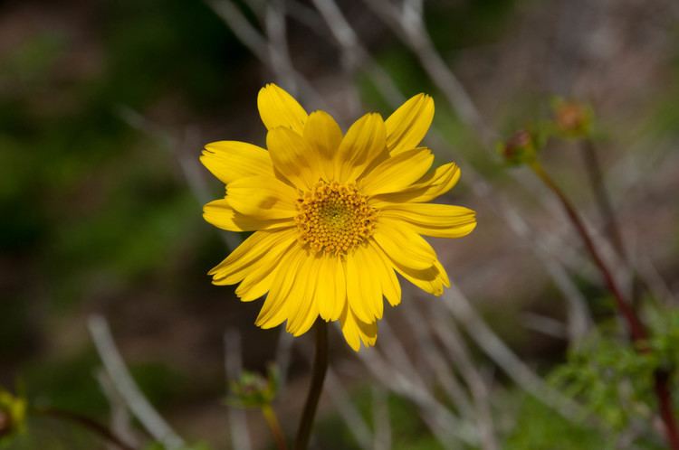 Geraea Geraea canescens Desert Sunflower