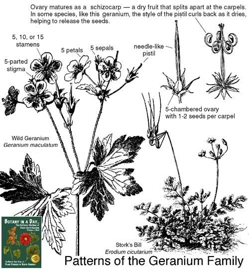 Geraniaceae Geraniaceae Geranium Family Identify plants and flowers
