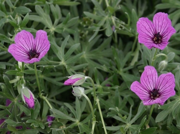 Geranium argenteum Geranium argenteum SILVERY GERANIUM Hill Farm Nursery