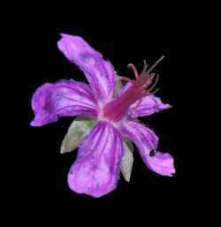 Geranium caespitosum SEINet Arizona Chapter Geranium caespitosum