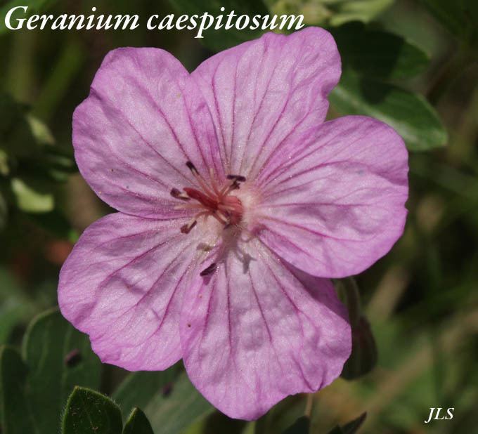 Geranium caespitosum Geranium caespitosum Geranium