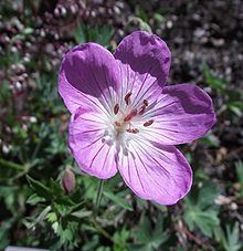 Geranium californicum httpsuploadwikimediaorgwikipediacommonsthu