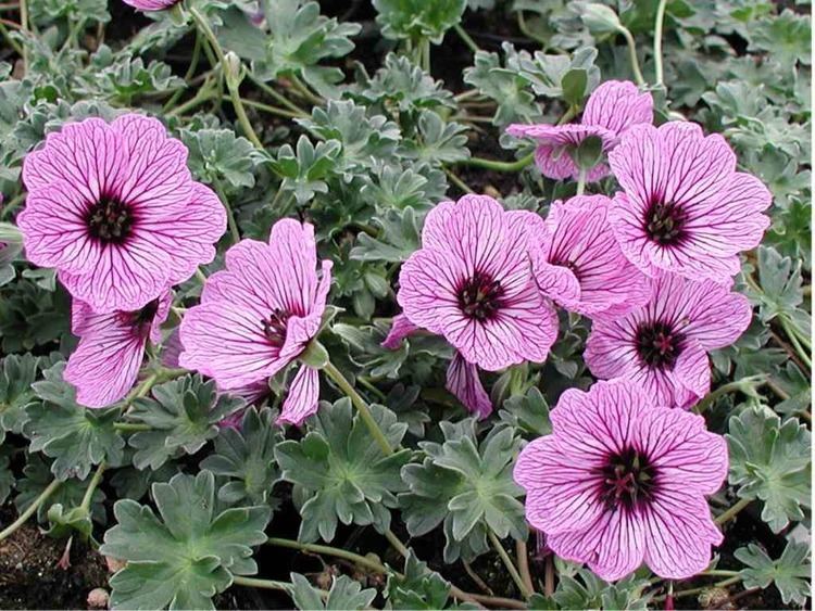 Geranium cinereum Geranium cinereum 39Ballerina39Vivai Priola