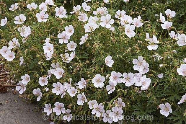 Geranium clarkei Geranium clarkei 39Kashmir White Very long flowering season from