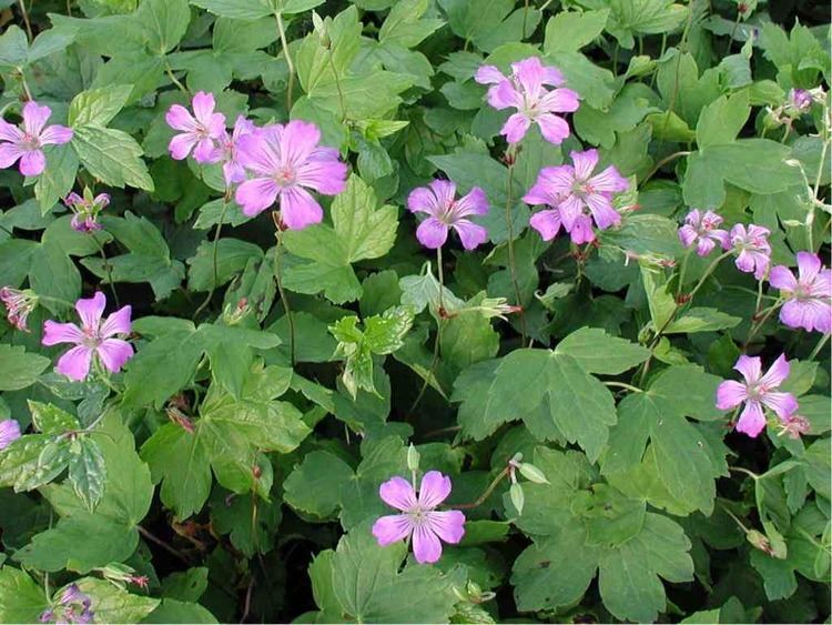 Geranium nodosum Geranium nodosumVivai Priola