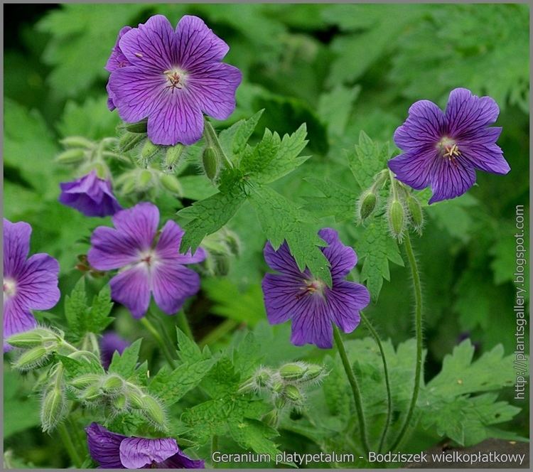 Geranium platypetalum Plant Gallery Encyklopedia Rolin Geranium platypetalum