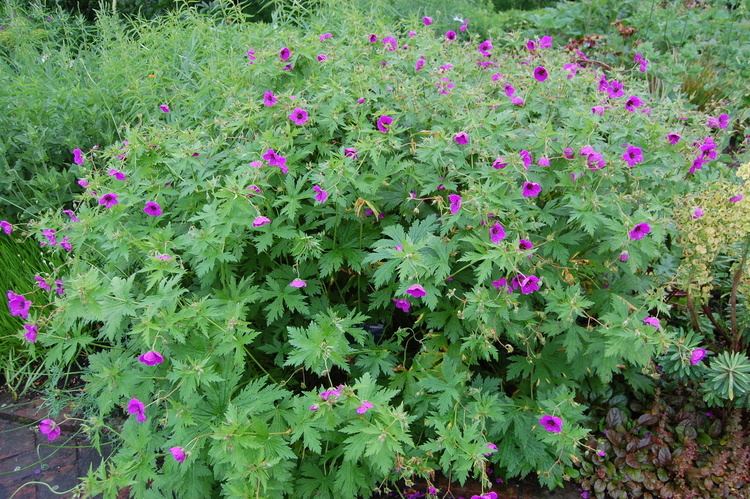 Geranium psilostemon Geranium psilostemon landscape architect39s pages