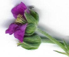 Geranium retrorsum httpsuploadwikimediaorgwikipediacommonsthu