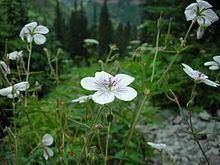 Geranium richardsonii httpsuploadwikimediaorgwikipediacommonsthu