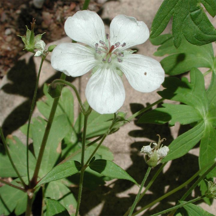 Geranium richardsonii SEINet Arizona Chapter Geranium richardsonii