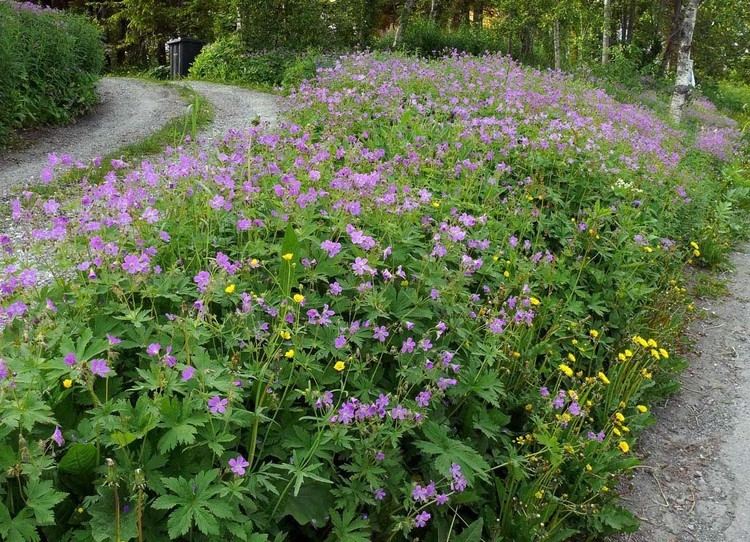 Geranium sylvaticum Wood Cranesbill Geranium sylvaticum Flowers NatureGate