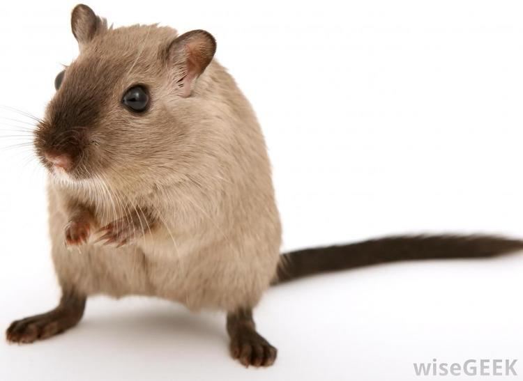 Gerbil What are the Differences Between a Hamster and a Gerbil
