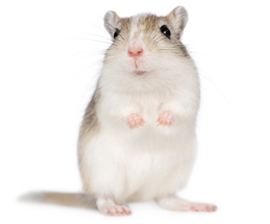 Gerbil A Gerbil The Right Pet for You The Humane Society of the United