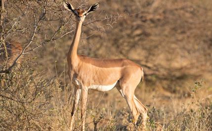 Gerenuk 7 Facts About The Unusual Gerenuk Care2 Causes