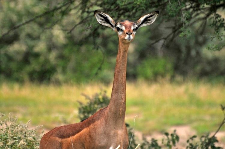 Gerenuk Gerenuk Facts History Useful Information and Amazing Pictures
