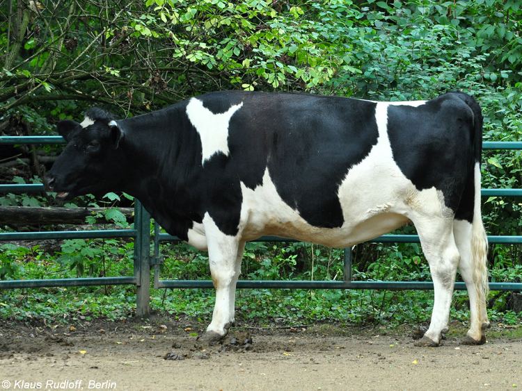 German Black Pied cattle Image Bos primigenius taurus quotOld German Black Pied Lowland Cattle
