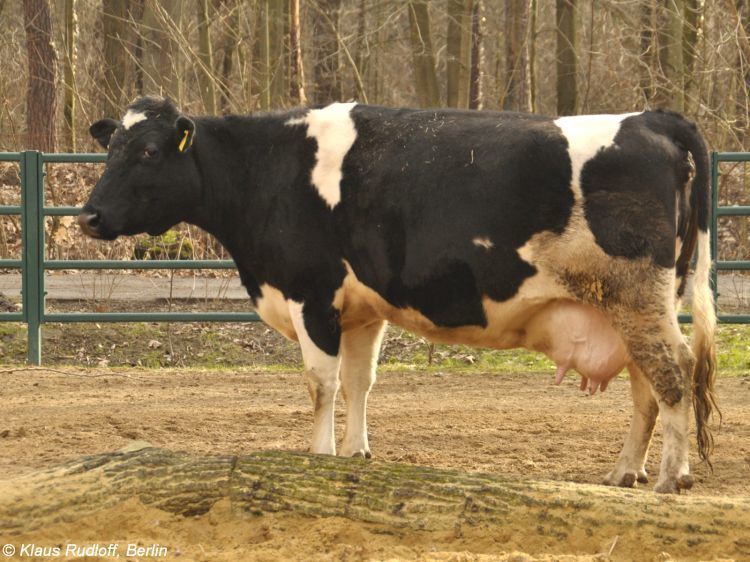 German Black Pied cattle Image Bos primigenius taurus quotGerman Black Pied Cattlequot German