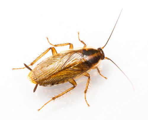 German cockroach 5 Signs of a German Roach Infestation and How to Get Rid of Them