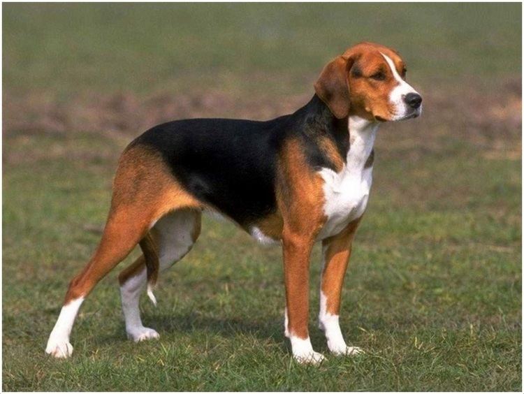 german hound breeds